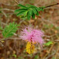 Dichrostachys cinerea (L.) Wight & Arn.